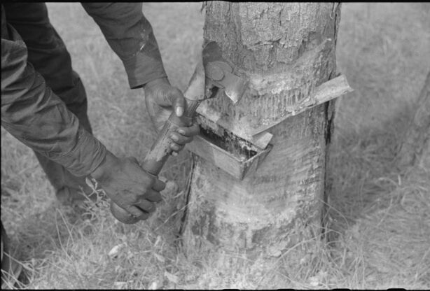 A "hack" used in chipping turpentine in a turpentine grove near Pembroke, Georgia