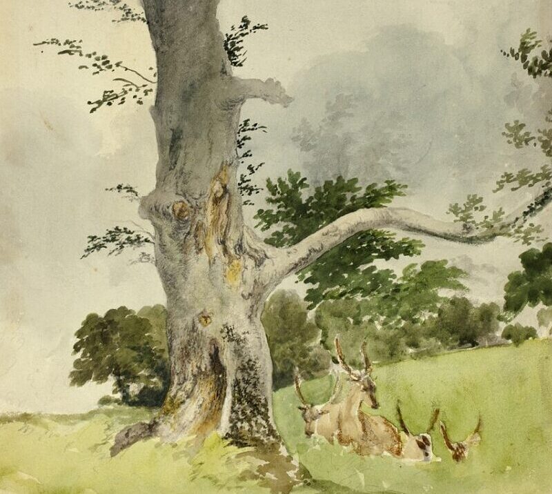 Cover image: Do You Always Have to Stretch Watercolor Paper? Family of Deer under a Tree watercolor example - Family of Deer under a TreeDate: 1790-1844 Artist: Attributed to Robert Hills English, 1769-1844 PD: https://www.artic.edu/artworks/114533/family-of-deer-under-a-tree